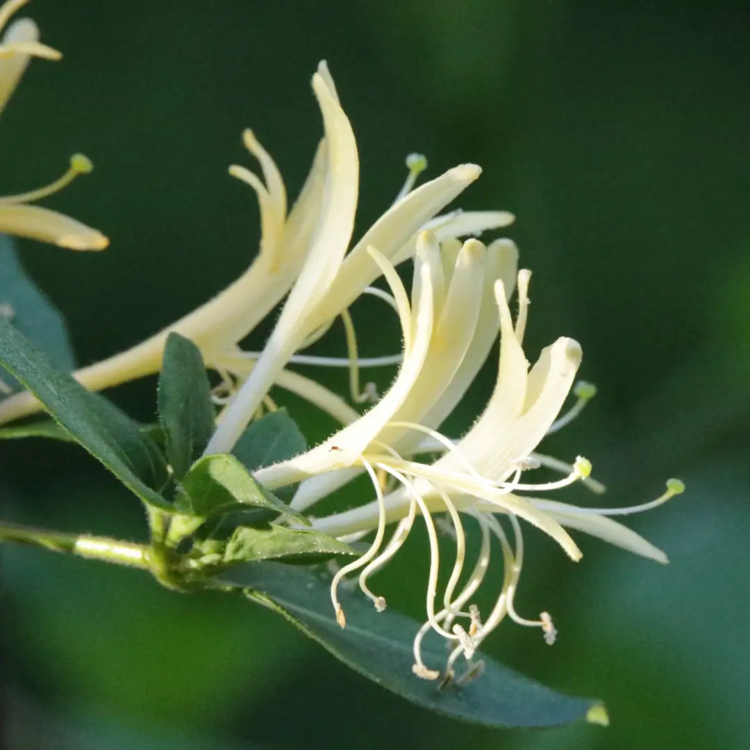 honeysuckle olfaction grounding